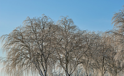 Buy stock photo Bare trees on field during winter on a cold day with copyspace. Big creepy branches with no leaves on empty field in nature on an icy morning. Free standing wilding shoots in a lonely haunted forest 