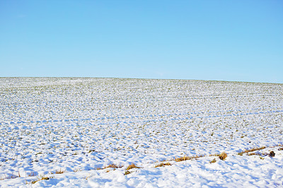 Buy stock photo Ground covered in snow in winter. Frozen twigs and leaves in frost. Frosty grass growing in cold weather in the forest. A snowfall in the woods. Icy, dewy, early morning in nature