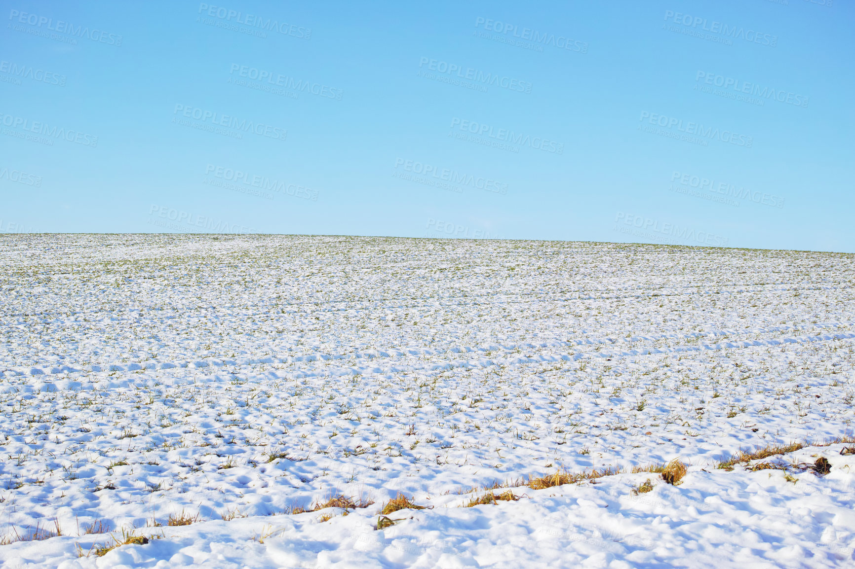 Buy stock photo Ground covered in snow in winter. Frozen twigs and leaves in frost. Frosty grass growing in cold weather in the forest. A snowfall in the woods. Icy, dewy, early morning in nature