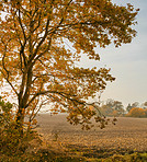 The colors of autumn - Marselisborg Forests