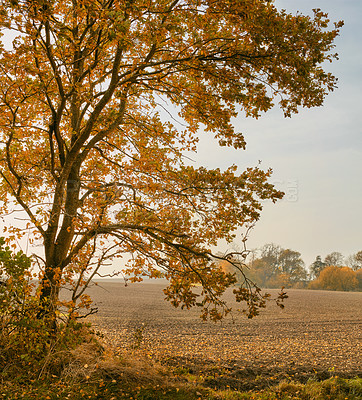 Buy stock photo Autumn, nature and trees with leaves in park, field or garden for outdoor landscape environment. Weather, Marselisborg forest and golden plants for fall season in woods at countryside in Denmark.