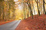 The colors of autumn - Marselisborg Forests