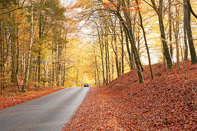 Buy stock photo Marselisborg Forests or simply Marselisborg Forest, is a 1,300 hectares forest to the south of Aarhus City in Denmark