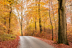 The colors of autumn - Marselisborg Forests