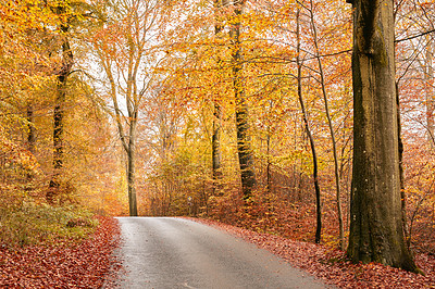 Buy stock photo Autumn, season and trees with leaves in park, field or garden for outdoor landscape environment. Nature, Marselisborg forest and golden plants for fall weather in woods at countryside in Denmark.