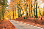 The colors of autumn - Marselisborg Forests