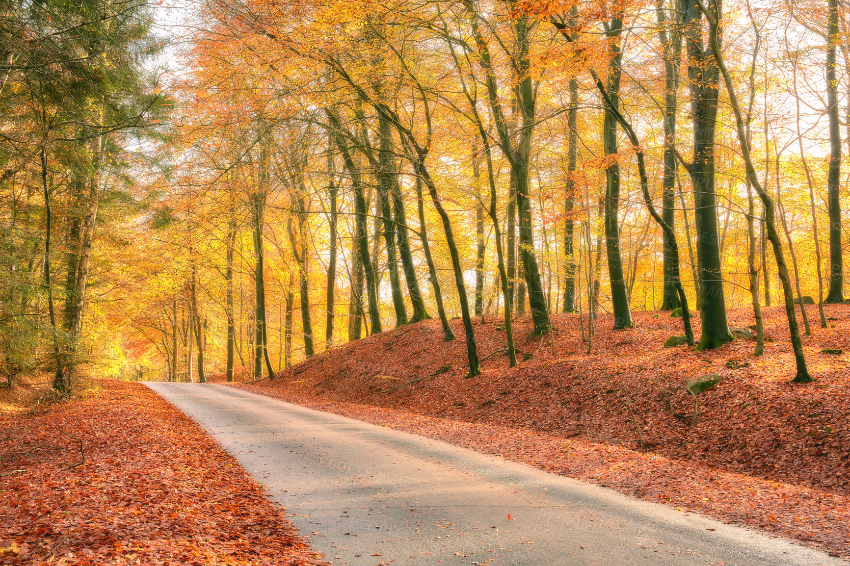 Buy stock photo Autumn, road and trees in nature with leaves in park, field or garden for outdoor landscape environment. Weather, Marselisborg forest and plants for fall season in woods at countryside in Denmark.