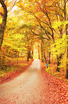 The colors of autumn - Marselisborg Forests