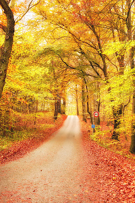 Buy stock photo Autumn, nature and trees with leaves at location in park, field or garden for outdoor landscape environment. Weather, Marselisborg forest and plants for fall season in woods at countryside in Denmark