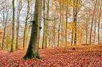 The colors of autumn - Marselisborg Forests