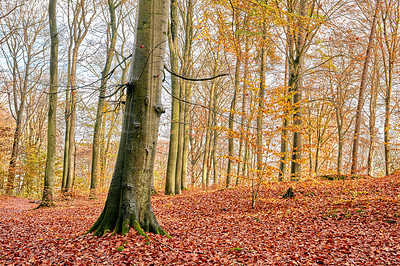 Buy stock photo Fall season, nature and trees with leaves in park for outdoor, conservation or landscape environment. Weather, Marselisborg forest and golden plants for Autumn in woods at countryside in Denmark.