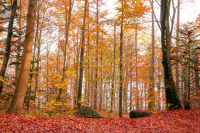 Buy stock photo Marselisborg Forests or simply Marselisborg Forest, is a 1,300 hectares forest to the south of Aarhus City in Denmark