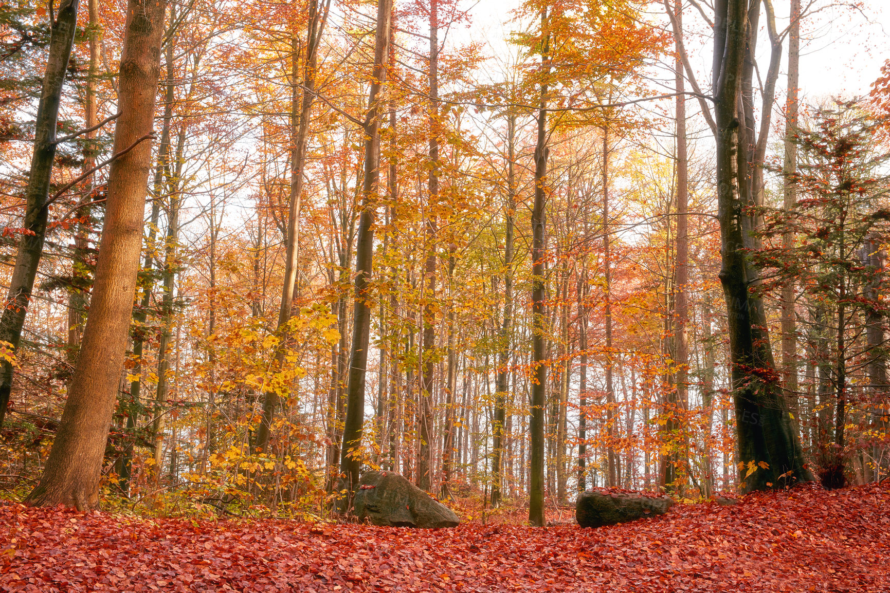 Buy stock photo Marselisborg Forests or simply Marselisborg Forest, is a 1,300 hectares forest to the south of Aarhus City in Denmark