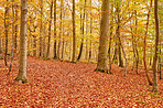 The colors of autumn - Marselisborg Forests