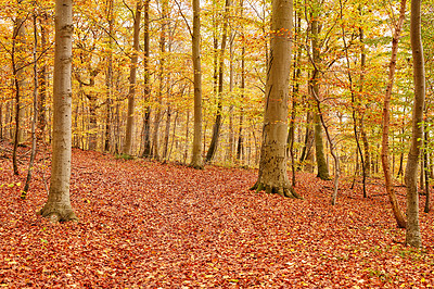 Buy stock photo Landscape, woods and trees with leaves in autumn for travel destination, hiking location and natural environment. Background, earth and colorful view of foliage with plants and fall season in Denmark