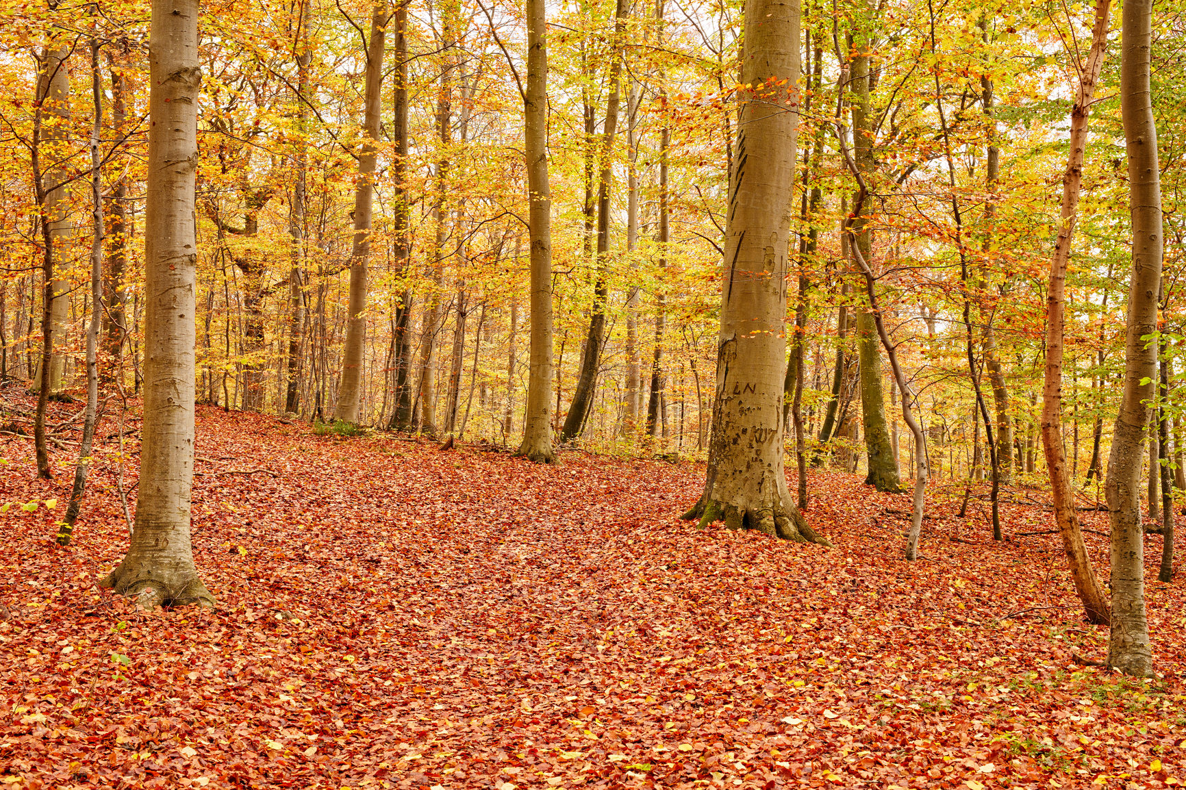 Buy stock photo Landscape, woods and trees with leaves in autumn for travel destination, hiking location and natural environment. Background, earth and colorful view of foliage with plants and fall season in Denmark