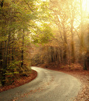 The colors of autumn - Marselisborg Forests