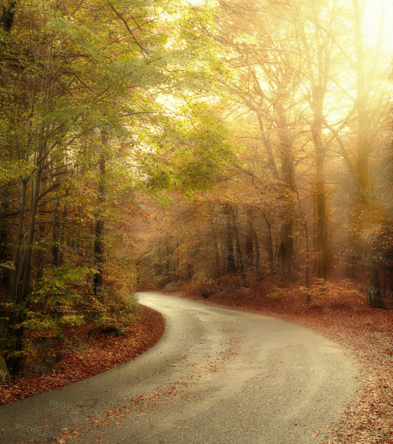 Buy stock photo Outdoor, nature and trees with leaves in park, field or garden for landscape environment location. Autumn, Marselisborg forest and golden plants for fall season in woods at countryside in Denmark.