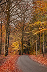 The colors of autumn - Marselisborg Forests