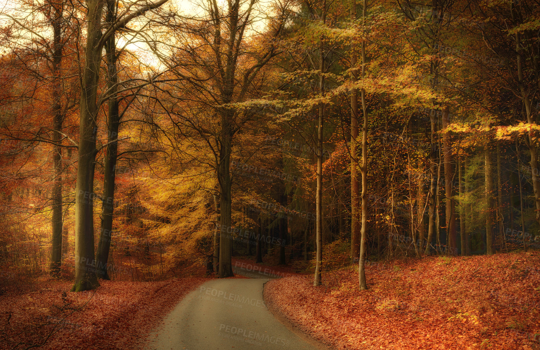 Buy stock photo Autumn, nature and trees by road with leaves in park, field or garden for outdoor landscape environment. Weather, Marselisborg forest and plants for fall season in woods at countryside in Denmark.