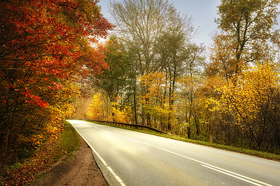 Buy stock photo Autumn, road and trees with leaves in nature with park for outdoor landscape environment. Weather, Marselisborg forest and  plants for fall in woods for conservation at countryside in Denmark.