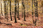 The colors of autumn - Marselisborg Forests