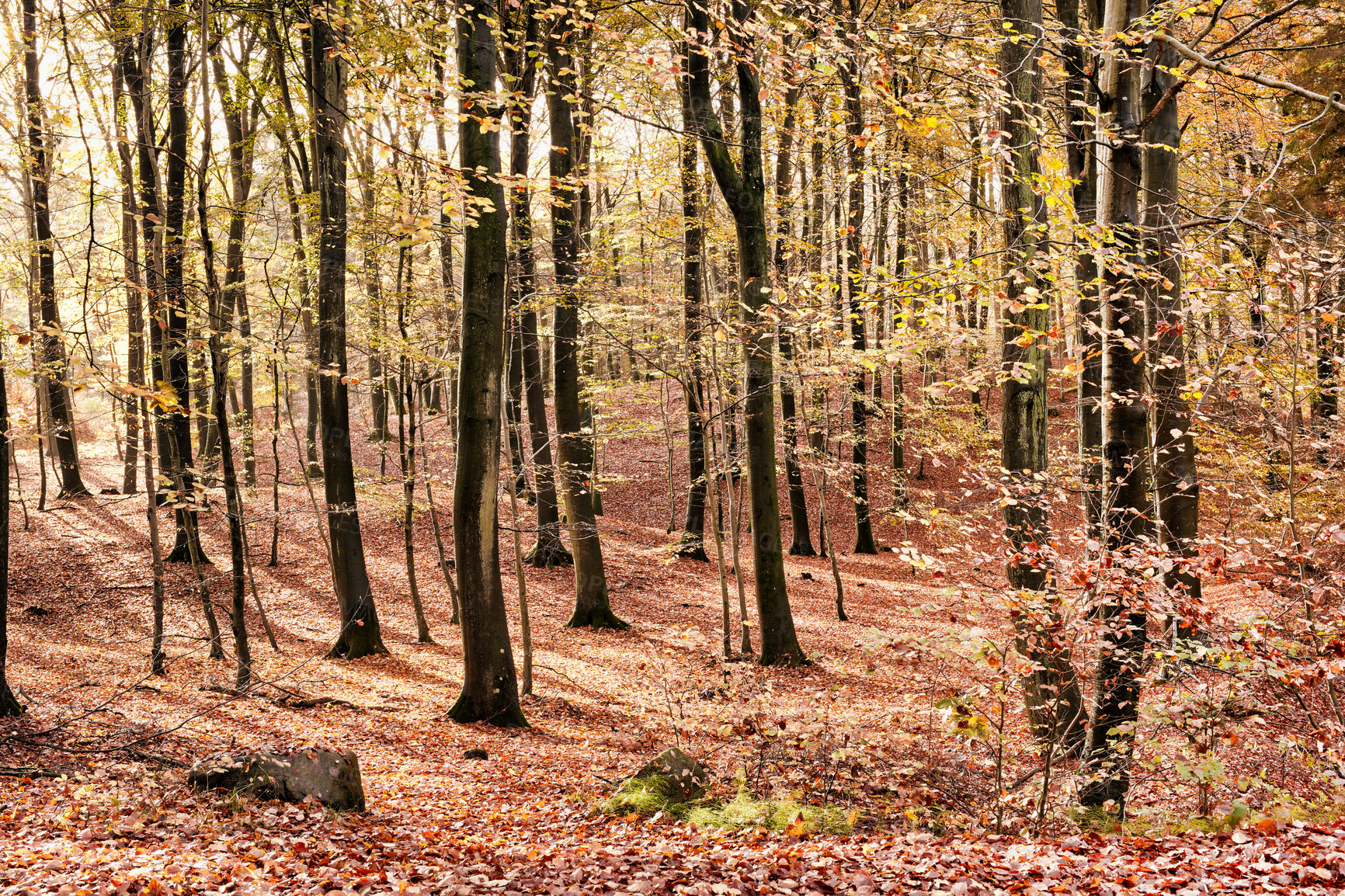 Buy stock photo Outdoor, nature and trees with leaves in park for landscape conservation in environment in Autumn. Weather, Marselisborg forest and golden plants for fall season in woods at countryside in Denmark.