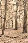 The colors of autumn - Marselisborg Forests