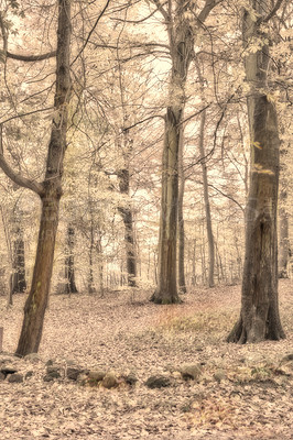 Buy stock photo Marselisborg Forests or simply Marselisborg Forest, is a 1,300 hectares forest to the south of Aarhus City in Denmark