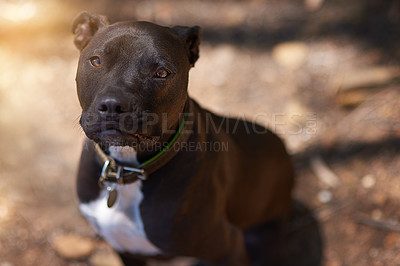 Buy stock photo Cropped shot of a dog sitting in the woods