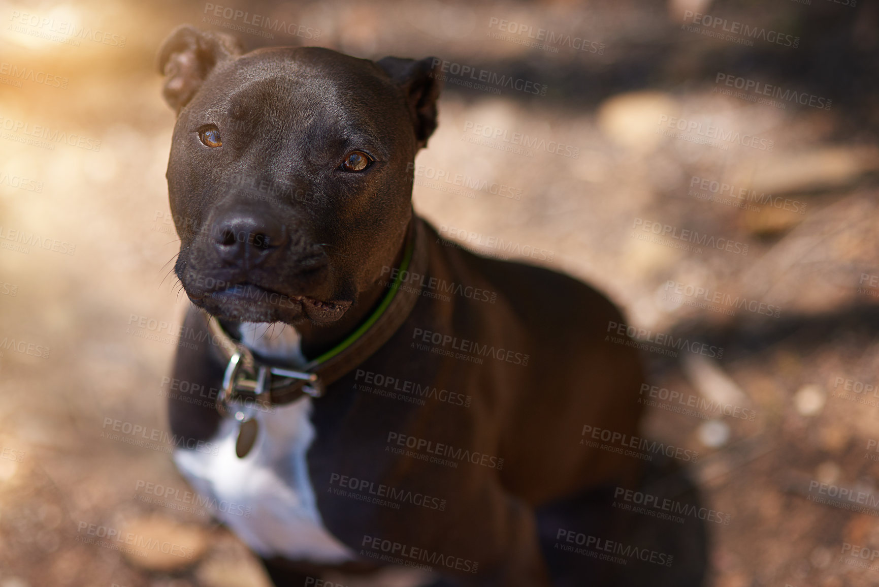 Buy stock photo Cropped shot of a dog sitting in the woods