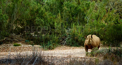 Buy stock photo Shot of a rhino in its natural habitat