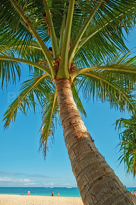 Buy stock photo Beach, holiday or island with palm tree, coast or paradise for vacation and natural environment to relax. Brazil, Rio de Janeiro and people swimming in water, sea and ocean for travel destination