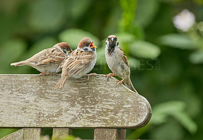 Buy stock photo Outdoor, park and bird family in bench in nature for bonding, support and unity in Spain. Outside, forest and animals in garden for food sourcing, resting and nesting with relaxing as songbirds