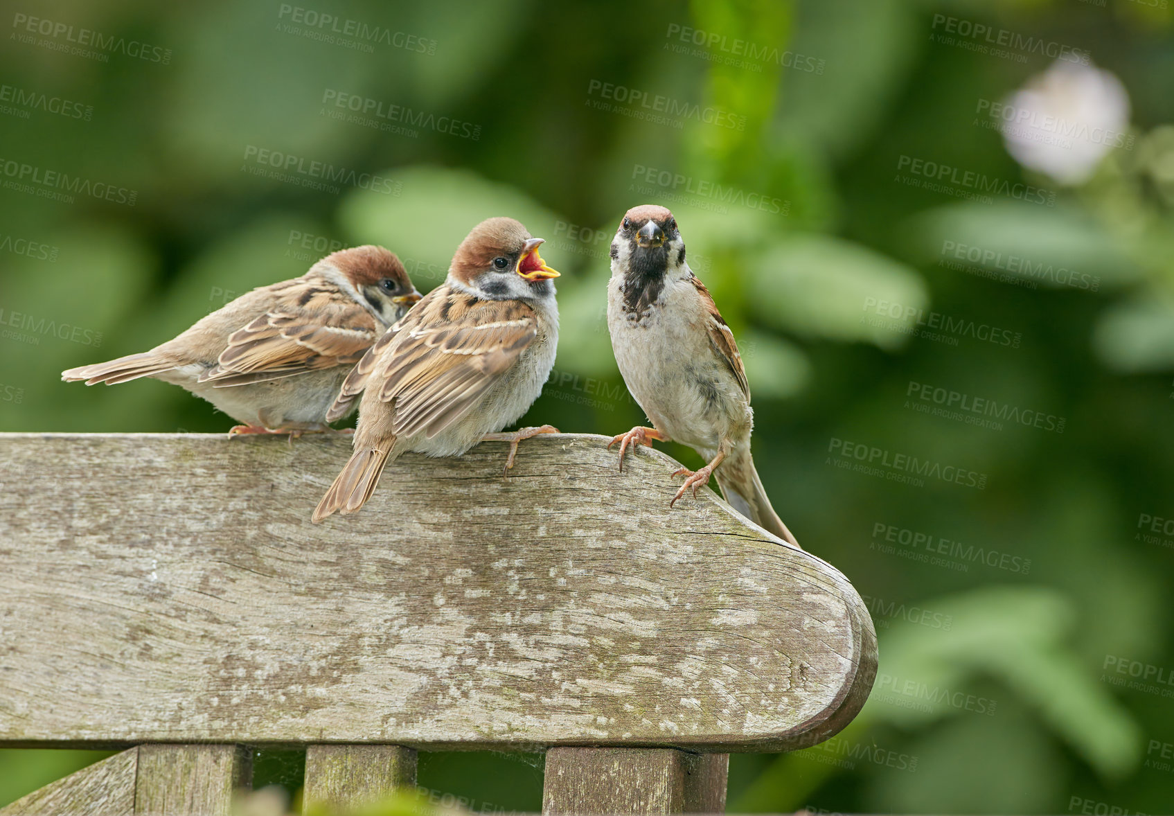 Buy stock photo Outdoor, park and bird family in bench in nature for bonding, support and unity in Spain. Outside, forest and animals in garden for food sourcing, resting and nesting with relaxing as songbirds