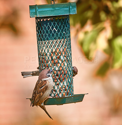 Buy stock photo Bird, feeder and eating seeds in nature with snack, ecosystem and environment for wildlife growth. Sparrow, grain and outdoor for animal conservation, sustainability and natural habitat with food