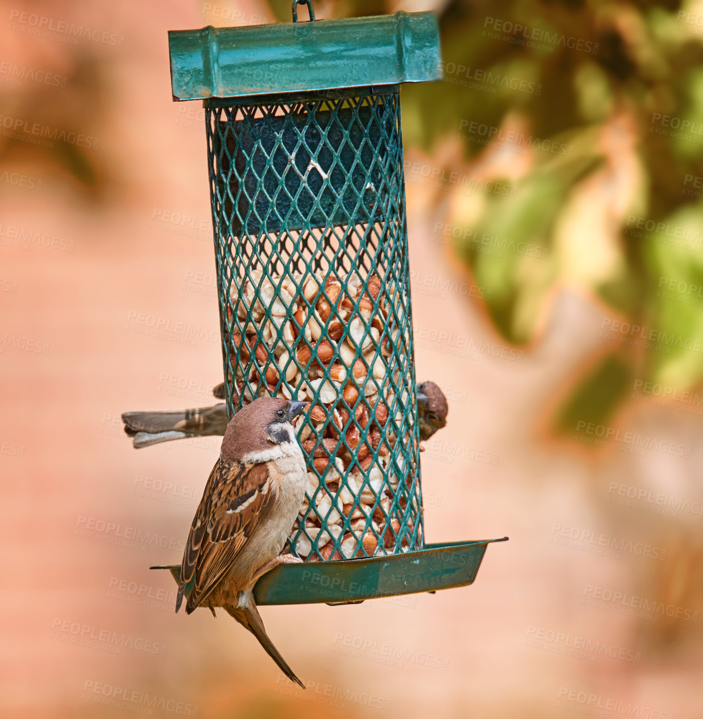 Buy stock photo Bird, feeder and eating seeds in nature with snack, ecosystem and environment for wildlife growth. Sparrow, grain and outdoor for animal conservation, sustainability and natural habitat with food