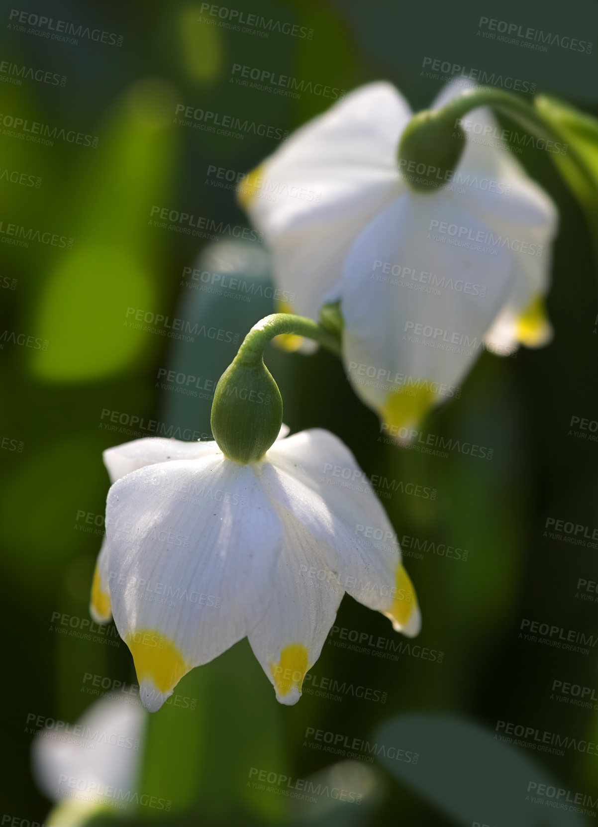 Buy stock photo Flowers, garden and snowflake in spring or bloom with bright, colorful and display in season or nature. Closeup, earth and wallpaper in botany, blossom and outdoor plants in landscaping as background