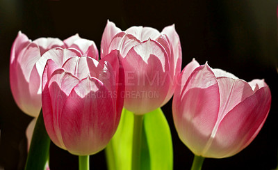 Buy stock photo Flowers, nature and pink tulips in spring or blossom with bright, colorful and display in season or garden. Morning, earth and textures in botany, bloom and plants for landscaping on dark background