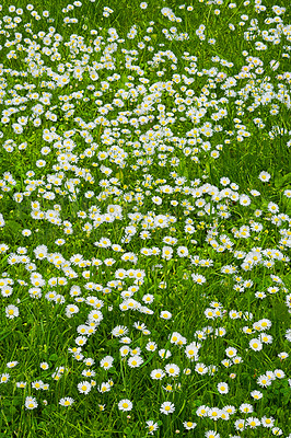 Buy stock photo Nature, flowers and environment with daisy in forest for sustainability, growth and ecosystem season. Biodiversity, conservation and ecology with plant in countryside for grass, blossom and spring