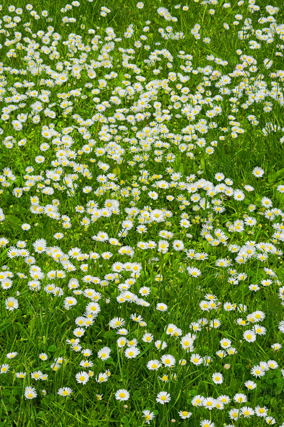 Buy stock photo Nature, flowers and environment with daisy in forest for sustainability, growth and ecosystem season. Biodiversity, conservation and ecology with plant in countryside for grass, blossom and spring