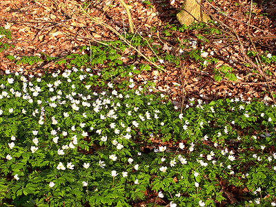 Buy stock photo Nature, growth and environment with flowers in forest for sustainability, spring and ecosystem season. Biodiversity, conservation and ecology with snowdrop plant in countryside for grass blossom