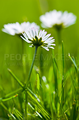 Buy stock photo Flowers, earth and white daisies in field as blossom with bright, colorful and display in season or garden. Morning, nature and wallpaper in spring as botany or outdoor plants in landscape as closeup