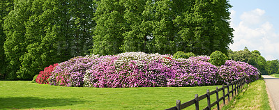 Buy stock photo Nature, bush and environment with flowers in countryside for sustainability, growth and ecosystem banner. Biodiversity, conservation and ecology with rhododendron plant in countryside for blossom