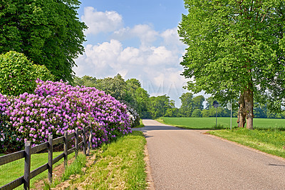 Buy stock photo Nature, flowers and fence at road for landscape, estate and trees for shade or aesthetic. Environment, gravel street and plants in countryside for wallpaper, peace and sustainability in North America