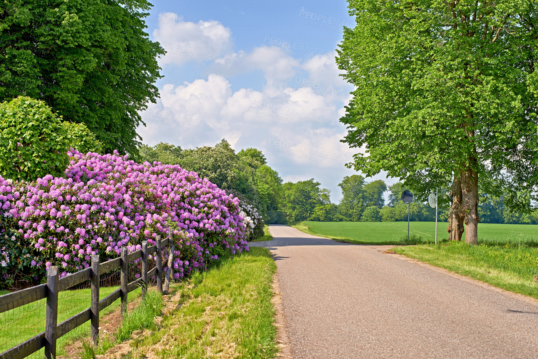 Buy stock photo Nature, flowers and fence at road for landscape, estate and trees for shade or aesthetic. Environment, gravel street and plants in countryside for wallpaper, peace and sustainability in North America