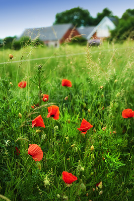 Buy stock photo Flowers, nature and poppies in spring as plants in bright, colorful and display in field or garden. Sustainability, earth and textures in season for botany, blossom and floral wallpaper as background