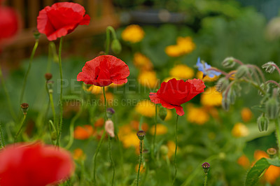 Buy stock photo Cropped shot of beautiful flowers