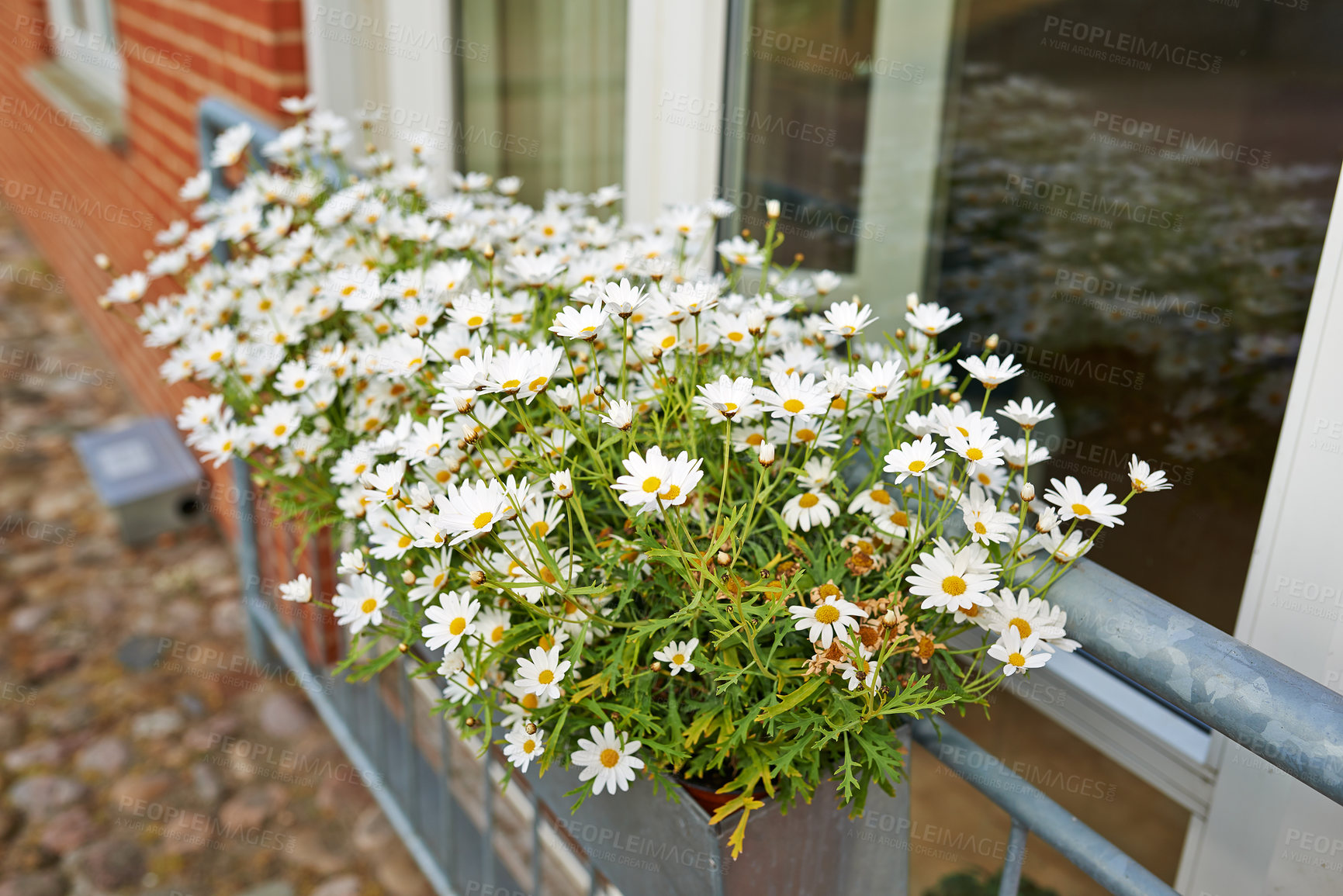 Buy stock photo Flowers, garden and white daisies in springtime as blossom with bright, colorful and display in season. Morning, earth and wallpaper in field as botany or plants for landscape as background or nature