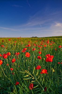 Buy stock photo Flowers, nature and poppies in season as blossom in bright, colorful and display in field or garden. Sustainability, earth and textures in spring for botany, plants and floral wallpaper as background